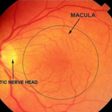 Retinofotografía retinal